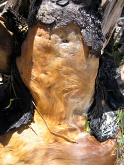 King Driftwood
