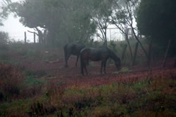 Horses In Mist