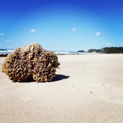 Sea Sponge