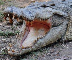 'never Smile At A Crocodile'