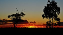 Sunback Tree