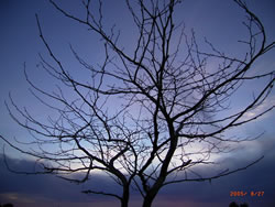 Winter Tree