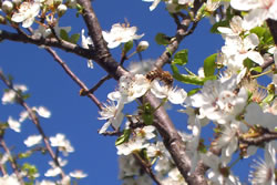 The Bee