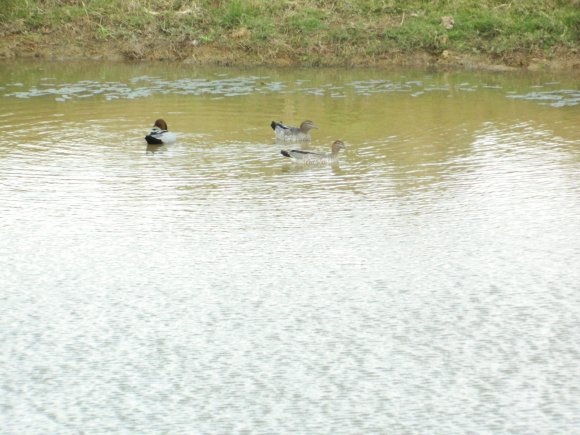 Ducks Enjoying A Swim.