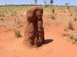 Anthill