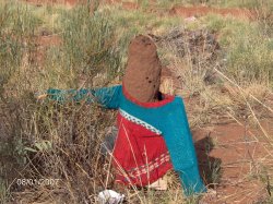 Well Dressed Anthill.