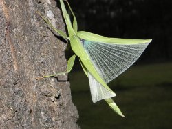 Fairy Wings