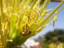 Just Bee