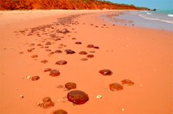 Jelly Invasion