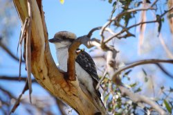 Kookaburra In Tree