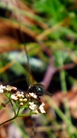 Kiss My Butt Says The Fly.lol