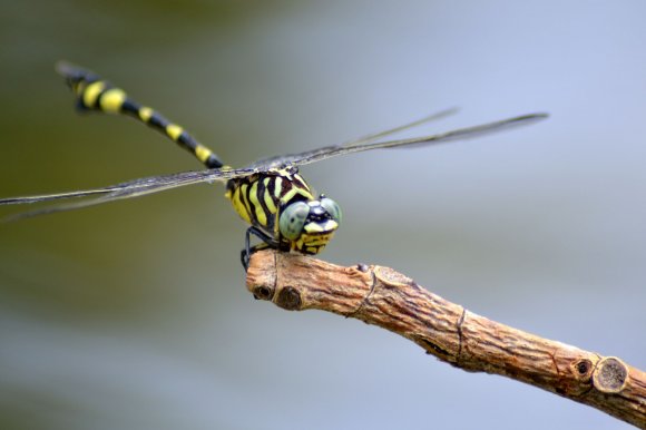 Australian Tiger Dragonfly