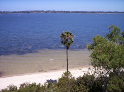 Tree On Sea