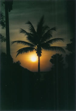 Palm Sunset
