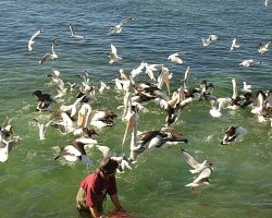 Kingscote Wharf, Feeding Of The Pelicans