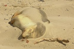 Baby Sealion  Sleeping On The Beach