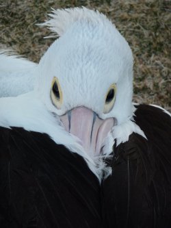 Pelicans Siesta