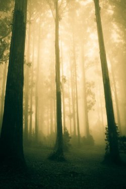 Dandenong Ranges (at Rhododendron Gardens, Vic)