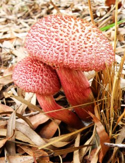 Red Fungi