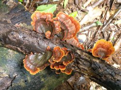 Spectacular Fungi