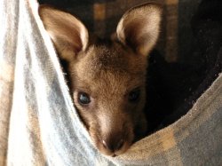 Our Orphaned Joey