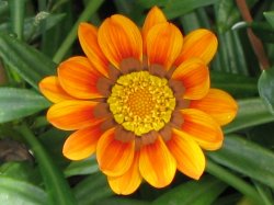 Single Daisy