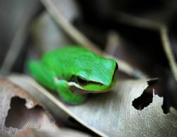 Frog At Home
