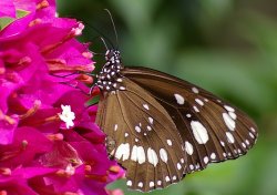 Australian Common Crow Butterfly