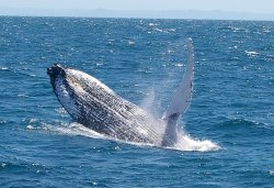 Whale Breaching Moreton Bay