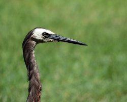 White-faced Heron