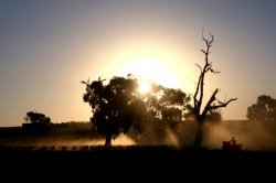 Moving Sheep