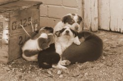 Pile Of Kelpies