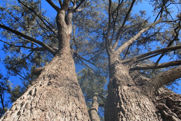 Casuarina