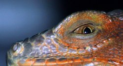 Eyeballing You !