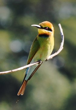 Rainbow Bee-eater