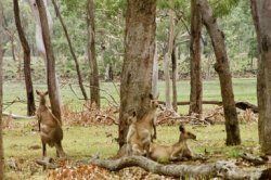 Kangaroos At Rest