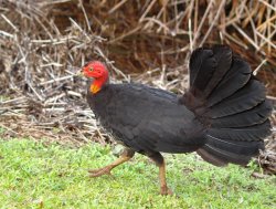 Brush Turkey Strutting