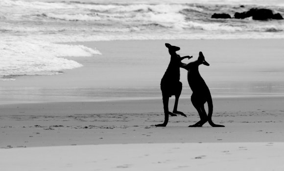Boxing Kangaroos On The Beach