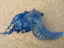 Blue Beach Boy