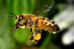 Bee On A Mission