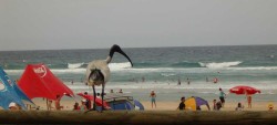 Birdy On The Beach