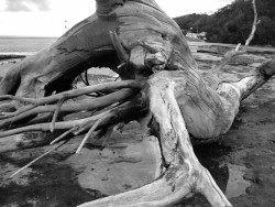 Drift Wood