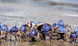 Marching Soldier Crabs