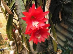 Flowering Cactus
