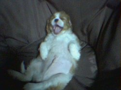 My Laughing Dog