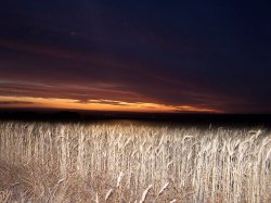 Sunset Over Crops
