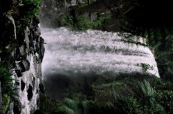 Rainforest