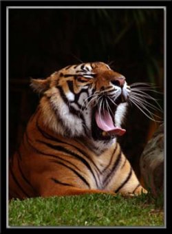 Tiger Teeth