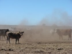 Threw The Dust