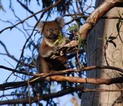 No Bears Here - Just A Koala